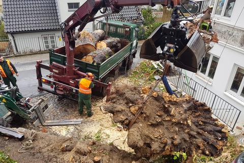 Baumpflege in Bildern – Zimmern Garten- und Landschaftsbau GmbH