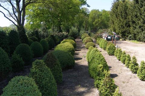 Baumschule in Bildern – Zimmern Garten- und Landschaftsbau GmbH